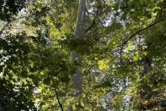 sauvegarde-geneve-img-6577