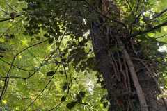 sauvegarde-geneve-img-6582