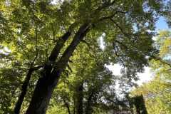 sauvegarde-geneve-img-6585