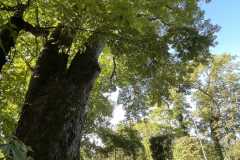 sauvegarde-geneve-img-6586