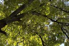 sauvegarde-geneve-img-6587