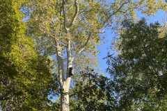 sauvegarde-geneve-img-6592