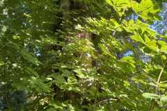 sauvegarde-geneve-img-6596