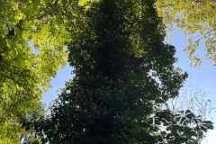 sauvegarde-geneve-img-6601