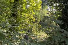 sauvegarde-geneve-img-6602