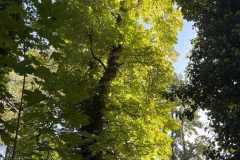 sauvegarde-geneve-img-6604