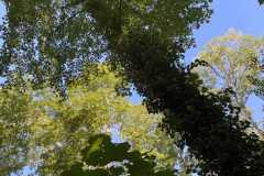 sauvegarde-geneve-img-6607