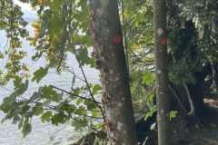 sauvegarde-geneve-img-6638