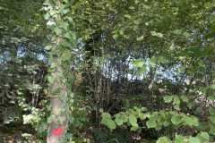 sauvegarde-geneve-img-6641