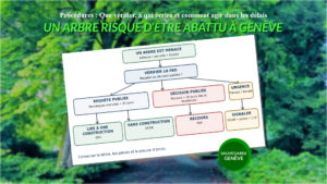 L'écho des associations 7 sauvegarde geneve procedures abattages darbres dans le canton de geneve abattage d arbres geneve sauvegarde geneve 2026 1